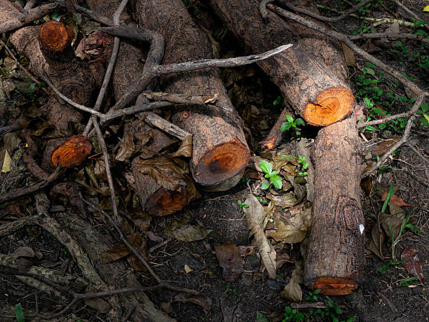 Close-up of trees in the forest, tree trunks