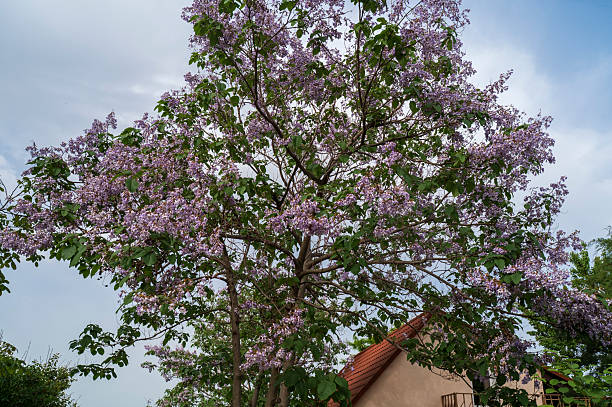 Lilac Paulownia Flower tree with yellow background in spring,Princess Tree ,Foxglove Tree, Chinese Empress Tree, royal paulownia. against the backdrop of a house roof made of bright orange tiles.