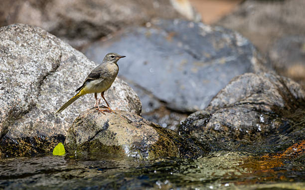 istock yellow wagtail on a rock in the river 2225328845