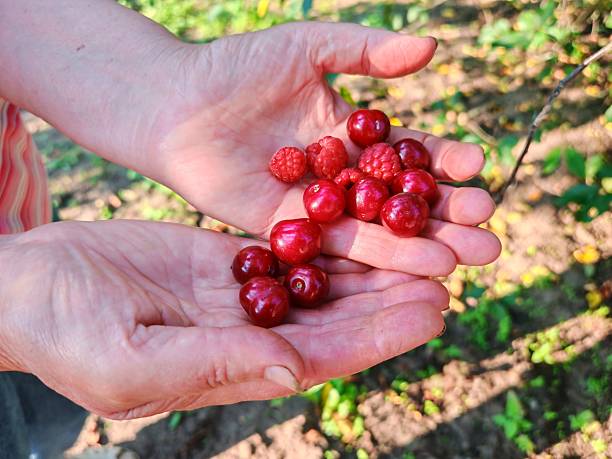 istock Raspberry berries in a farmer's hands. juicy red ripe raspberry in hand. 2225328928