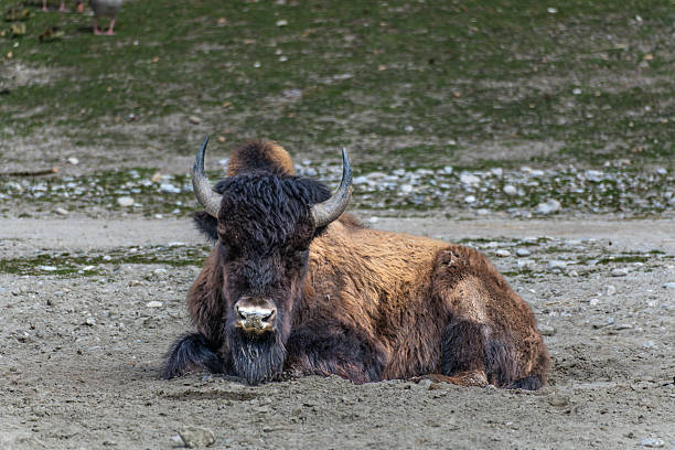 istock American buffalo known as bison, Bos bison in a german park 2225329475
