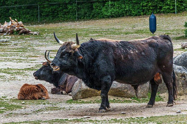 istock Heck cattle, Bos primigenius taurus or aurochs in a German park 2225330345