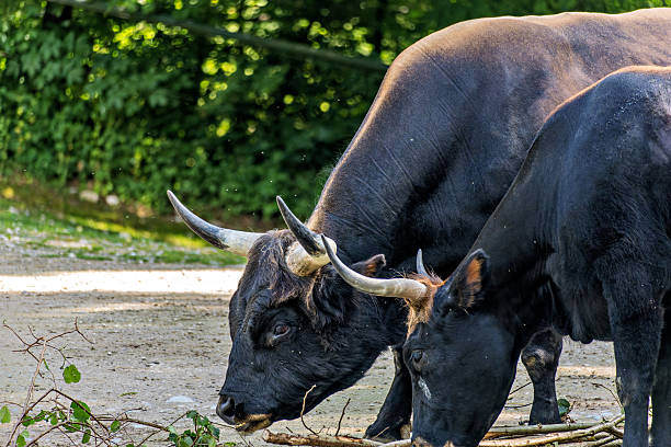 istock Heck cattle, Bos primigenius taurus or aurochs in a German park 2225331256