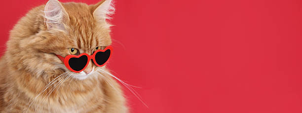 istock Funny Ginger Cat in Heart-Shaped Sunglasses on Red Background 2225331446