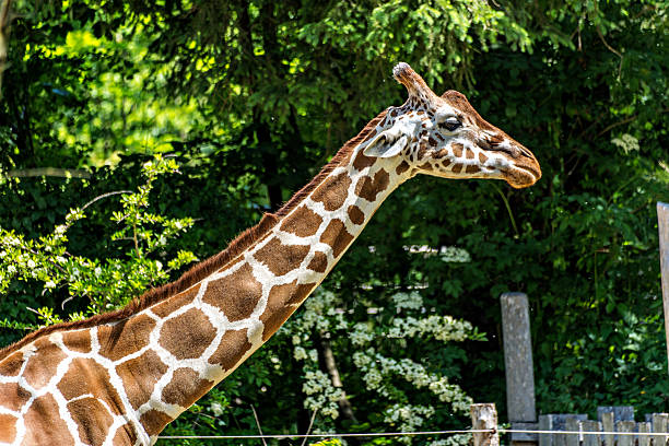Close-up of a giraffe in a forested setting, showing its distinctive brown spots and long neck. Captured in natural light, this majestic African herbivore stands out against the cloudy sky and lush greenery. Ideal for wildlife, nature, and safari themes, the image highlights the giraffe's calm expression and patterned fur in a serene, outdoor environment. Perfect for stock use in animal or conservation content.