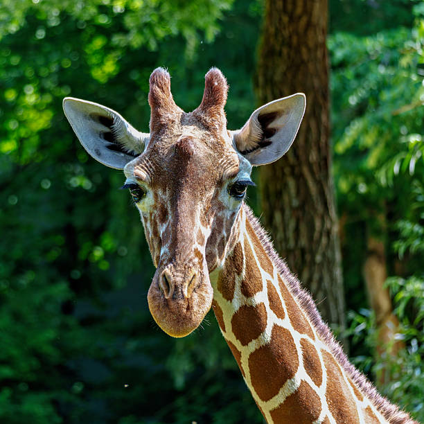 Head of a giraffe close-up against the golden autumn trees in the Kyiv zoo.