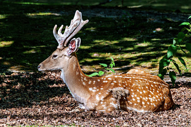 istock The fallow deer, Dama mesopotamica is a ruminant mammal 2225331763