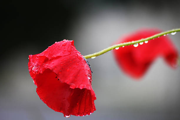 Red poppy flowers with raindrops on it