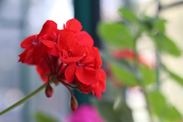 Vibrant red geranium flowers are blooming, showcasing their petals in a soft indoor light. The greenery around enhances their beauty, creating a serene atmosphere.