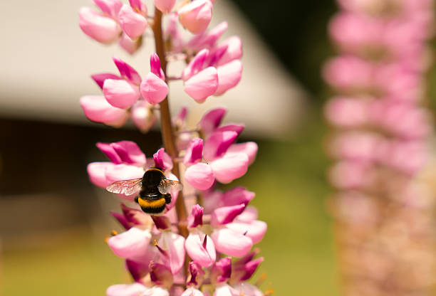 A bumblebee hovers around lush pink flowers, collecting pollen under bright sunlight. The background hints at a blurred rustic structure, enhancing the peaceful outdoor scene.