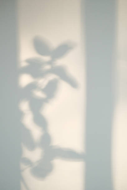 istock Plant shadow on wall: Soft peaceful interior Minimalist light and airy space with calming nature element Perfect for background 2225340358