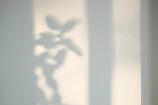 istock Sunlight filters through foliage casting intricate shadows on a pristine white wall Serene interior scene evokes tranquility & natural beauty 2225340362