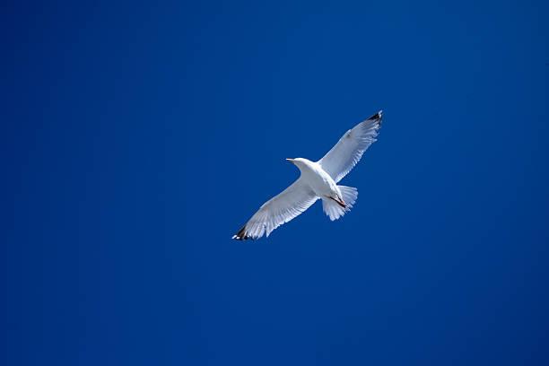 Seagull gliding in clear blue sky with wings outstretched in flight. High quality.