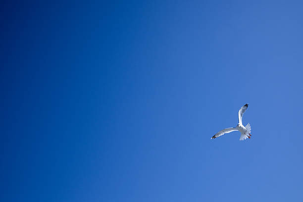 Solitary seagull soaring in a clear blue sky. High quality.