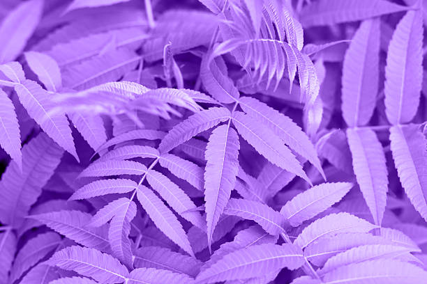 Leafy background. Lush purple leaves form dense, textured background, showcasing intricate patterns and natural beauty, creating vibrant atmosphere that enhances visual appeal and artistic expression