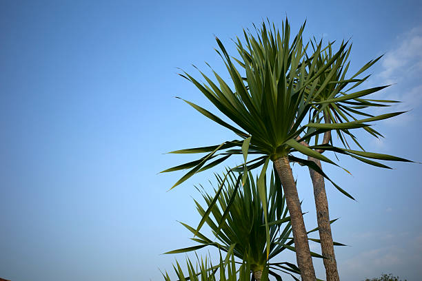 Tropic palm leaves in front of the blue sky Asia