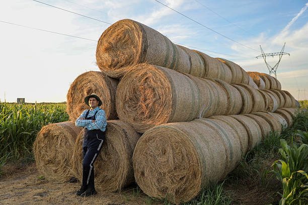 Farm worker loading hay bales in the back of his truck.