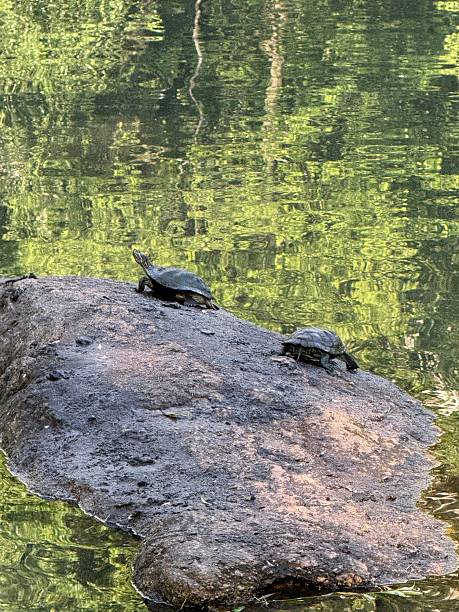 istock Turtles of Central Park 2225351202