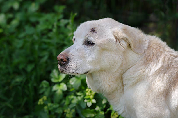 Senior Labrador dog 15 years old close up