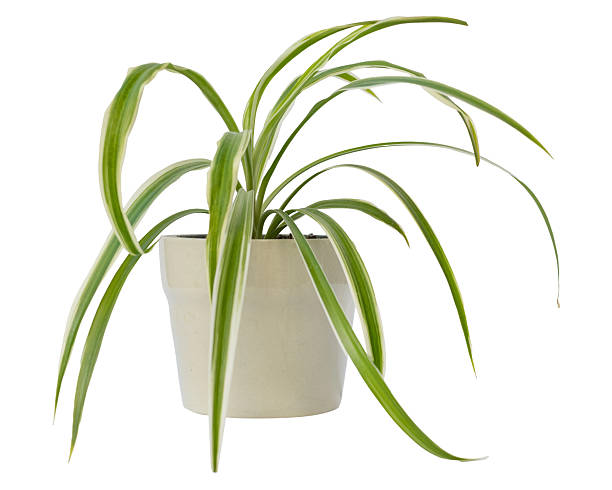 istock Spider Plant in White Ceramic Pot 2225352693