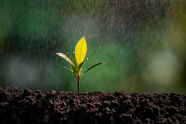 istock Rain Nurtures New Life Sprout 2225353941