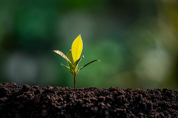 istock New Life Sprout in Earth 2225354021