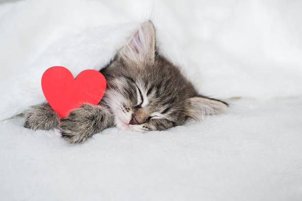 istock Serene tabby kitten sleeps deeply under soft white blanket with prominent red heart nestled beside it, symbolizing love and affection 2225354417