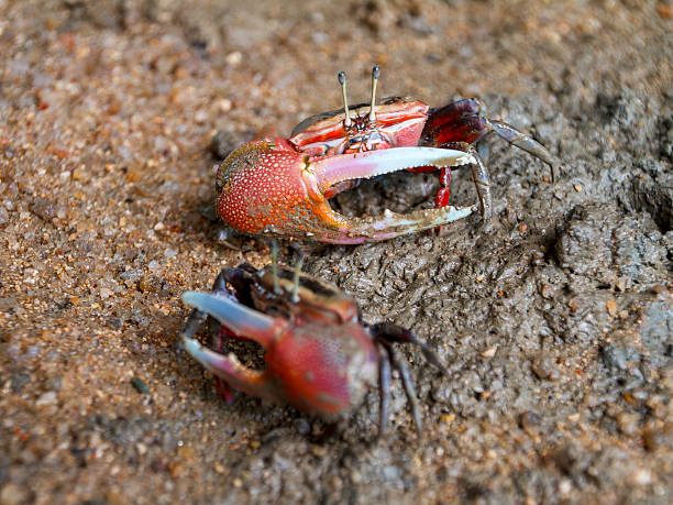 istock Crabs from the mudflats of the West Sea 2225355366