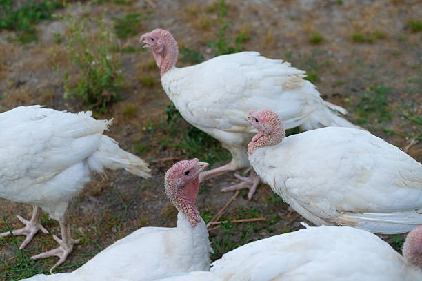 Turkeys walking in the garden in summer.