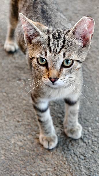 istock Tabby Kittens on a Road in Summer 2225357707