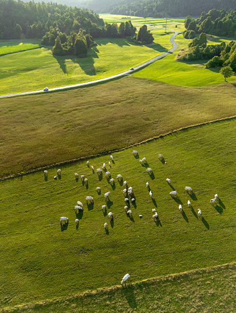 A herd of white cows on pastures seen from above