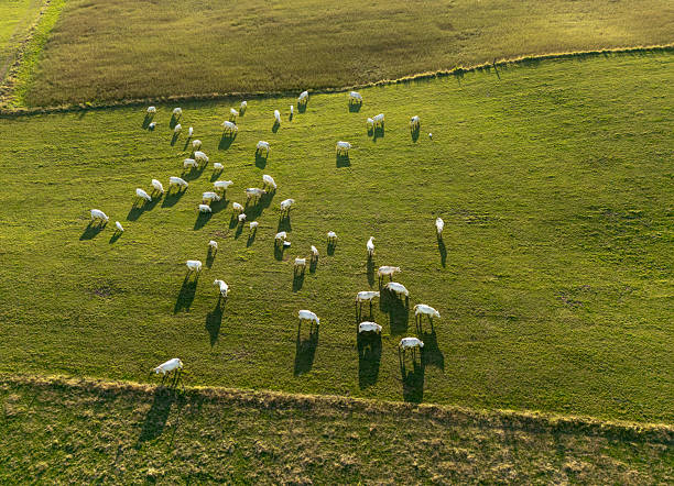 A herd of white cows on pastures seen from above