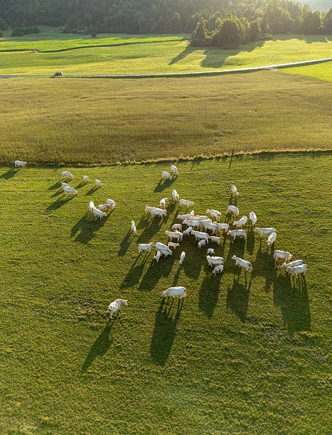 istock A herd of cows on pastures seen from above 2225358509