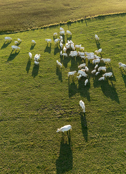 istock A herd of cows on pastures seen from above 2225358519