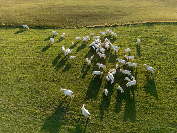 istock A herd of cows on pastures seen from above 2225358529