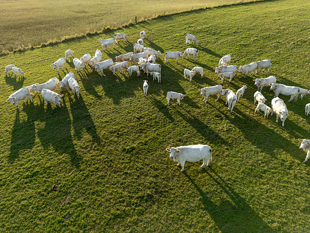 A herd of white cows on pastures seen from above
