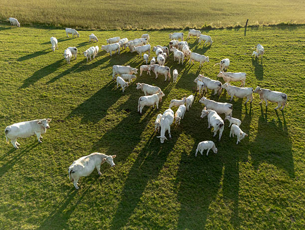 A herd of white cows on pastures seen from above