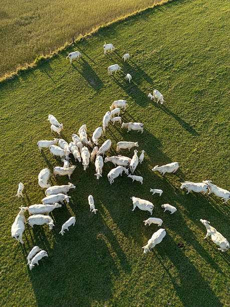 istock A herd of cows on pastures seen from above 2225358608