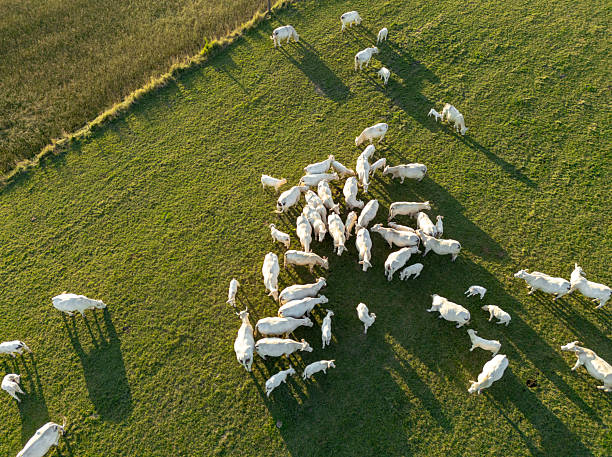 istock A herd of cows on pastures seen from above 2225358632