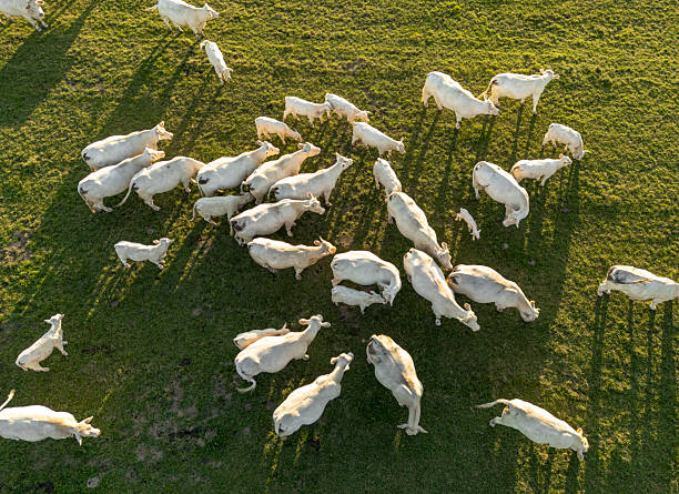 istock A herd of cows on pastures seen from above 2225358661