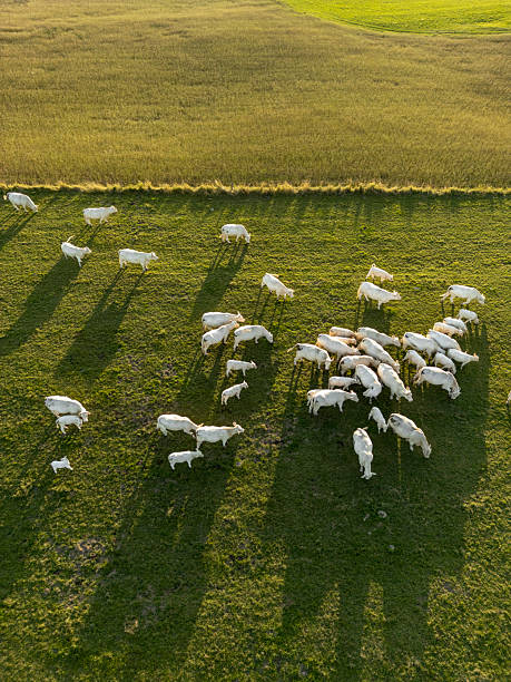 istock A herd of cows on pastures seen from above 2225358679