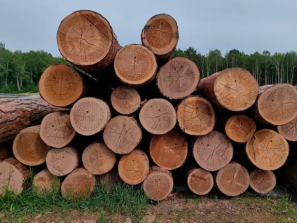 istock impact logging on forest ecosystems in deforested area stacked timber ready for transport. 2225358976