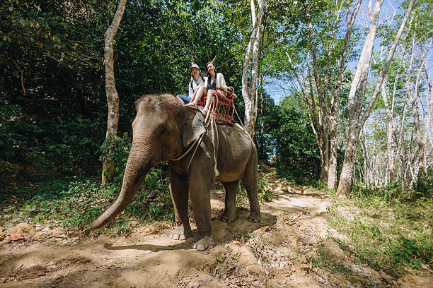 istock Two tourists enjoy a memorable experience riding an elephant along a winding path surrounded by vibrant greenery in a wildlife sanctuary on a clear sunny day 2225359727