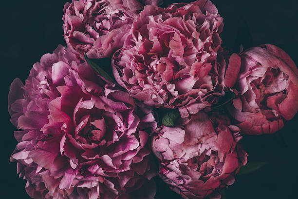 istock Pink peonies soft focus close up dark toned film effect 2225362737