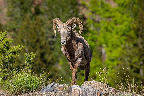 istock Beautiful Big Horn Sheep Walking in the Wilderness 2225365153
