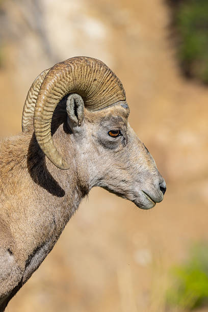 istock Big Horn Sheep Portrait 2225365491