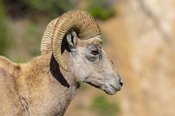 Beautiful Adult Big Horn Sheep in the Wilderness Look Out