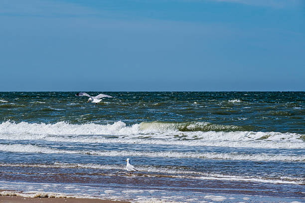 istock On the beach in Egmond aan Zee 2225365878