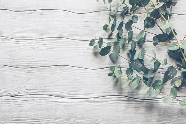 istock Floral background with sprigs of eucalyptus 2225367136