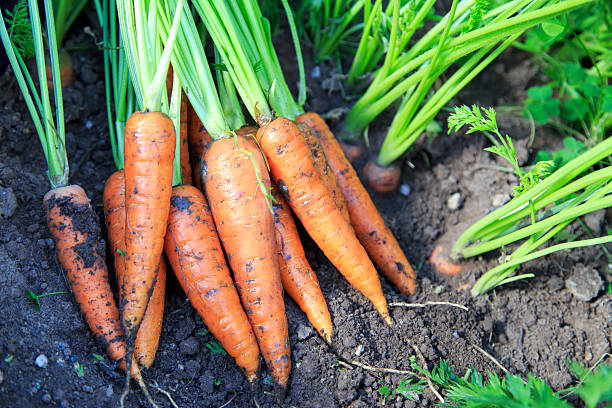 istock Fresh carrots from the field 2225369572